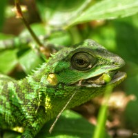 <i>Calotes pethiyagodai</i>  Amarasinghe, Karunarathna, Hallermann, 2014